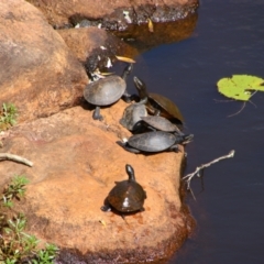 Unidentified Turtle at Ingham, QLD - 3 Aug 2023 by MB