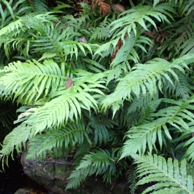 Blechnum cartilagineum (Gristle Fern) at Bowral, NSW - 12 Feb 2024 by plants