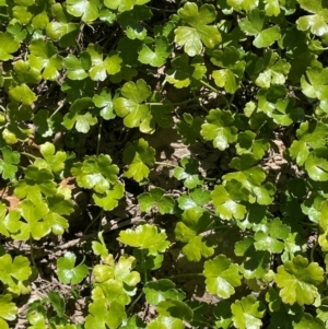 Hydrocotyle sibthorpioides at Numeralla, NSW - 11 Feb 2024