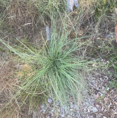 Eragrostis curvula (African Lovegrass) at Hughes Garran Woodland - 12 Feb 2024 by ruthkerruish