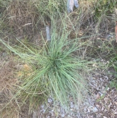 Eragrostis curvula (African Lovegrass) at Hughes Garran Woodland - 12 Feb 2024 by ruthkerruish