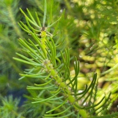 Myriophyllum variifolium (Varied Water-milfoil) at Numeralla, NSW - 11 Feb 2024 by JaneR