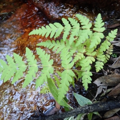 Histiopteris incisa (Bat's-Wing Fern) at Bowral, NSW - 11 Feb 2024 by plants