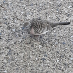 Geopelia placida (Peaceful Dove) at Cairns City, QLD - 6 Aug 2023 by MB