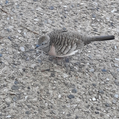 Geopelia placida (Peaceful Dove) at Cairns City, QLD - 6 Aug 2023 by MB