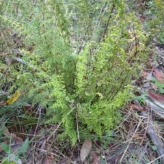 Lindsaea microphylla (Lacy Wedge-fern) at Bowral, NSW - 12 Feb 2024 by plants