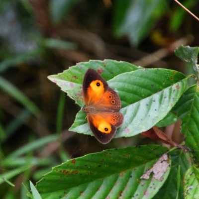 Mycalesis terminus (Orange Bush-brown) at Wooroonooran National Park - 5 Aug 2023 by MB