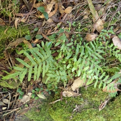 Blechnum minus (Soft Water Fern) at Mittagong, NSW - 12 Feb 2024 by plants