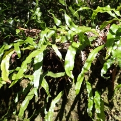 Zealandia pustulata subsp. pustulata (Kangaroo Fern) at Mittagong, NSW - 12 Feb 2024 by plants