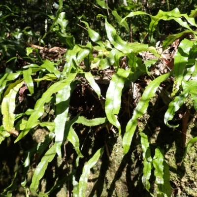 Zealandia pustulata subsp. pustulata (Kangaroo Fern) at Mittagong, NSW - 12 Feb 2024 by plants