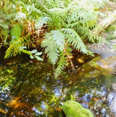Todea barbara (King Fern) at Mittagong, NSW - 12 Feb 2024 by plants