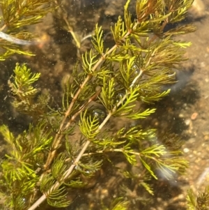 Myriophyllum verrucosum at Numeralla, NSW - 11 Feb 2024