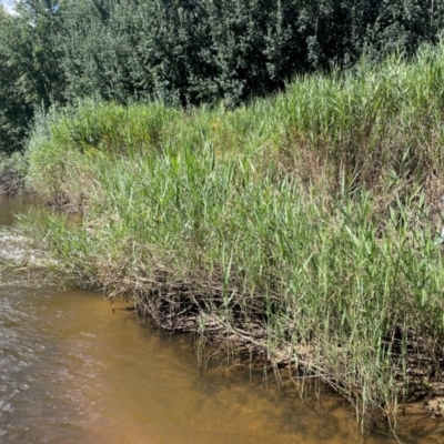 Phragmites australis (Common Reed) at Numeralla, NSW - 11 Feb 2024 by JaneR