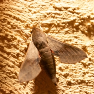 Hippotion scrofa at Chapman, ACT - 11 Feb 2024