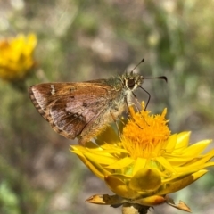 Dispar compacta (Barred Skipper) at Wamboin, ACT - 12 Feb 2024 by SteveBorkowskis