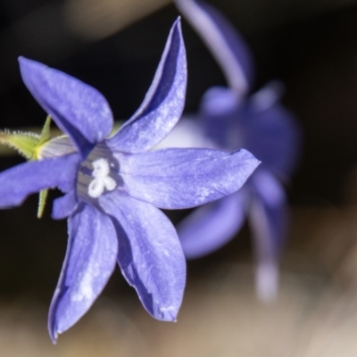 Wahlenbergia stricta subsp. stricta (Tall Bluebell) at Mount Clear, ACT - 7 Feb 2024 by SWishart