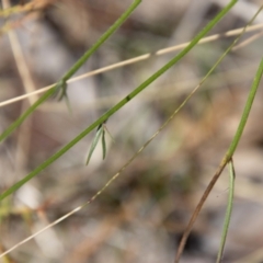 Wahlenbergia stricta subsp. stricta at Namadgi National Park - 7 Feb 2024