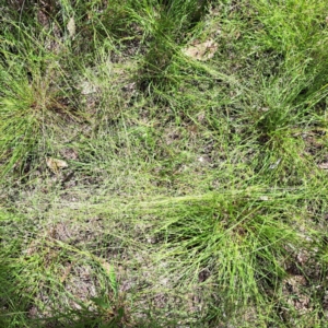 Eragrostis brownii at Mount Majura - 12 Feb 2024 11:35 AM