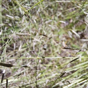 Eragrostis brownii at Mount Majura - 12 Feb 2024 11:35 AM