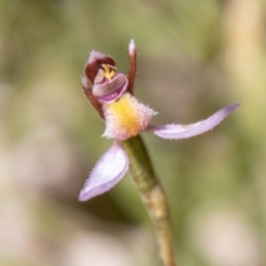 Eriochilus magenteus (Magenta Autumn Orchid) at Mount Clear, ACT - 7 Feb 2024 by SWishart