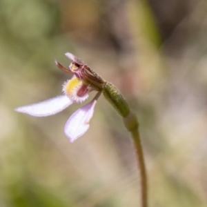 Eriochilus magenteus at Namadgi National Park - 7 Feb 2024