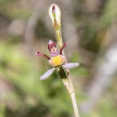 Eriochilus cucullatus (Parson's Bands) at Mount Clear, ACT - 7 Feb 2024 by SWishart