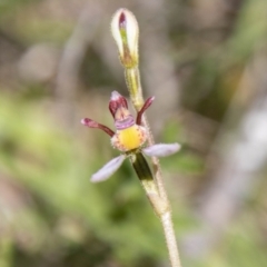 Eriochilus cucullatus (Parson's Bands) at Namadgi National Park - 7 Feb 2024 by SWishart