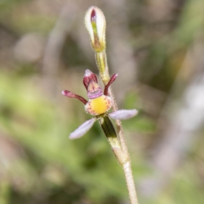 Eriochilus cucullatus (Parson's Bands) at Mount Clear, ACT - 7 Feb 2024 by SWishart