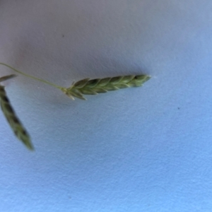 Eragrostis brownii at Hackett, ACT - 12 Feb 2024 06:28 PM