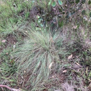 Eragrostis curvula at Mount Majura - 11 Feb 2024 10:38 AM