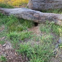 Oryctolagus cuniculus at Mount Majura - 9 Feb 2024 07:39 PM