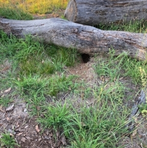 Oryctolagus cuniculus at Mount Majura - 9 Feb 2024 07:39 PM