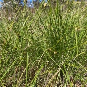 Carex inversa at Mount Majura - 11 Feb 2024