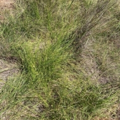 Carex inversa at Mount Majura - 11 Feb 2024 03:25 PM