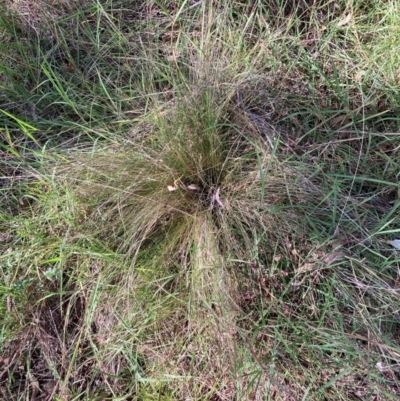 Nassella trichotoma (Serrated Tussock) at Watson, ACT - 11 Feb 2024 by waltraud