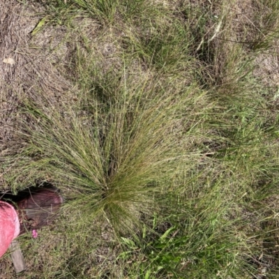 Nassella trichotoma (Serrated Tussock) at Mount Majura - 11 Feb 2024 by waltraud