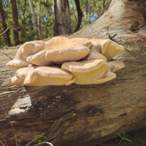 Laetiporus portentosus at Tallaganda State Forest - suppressed