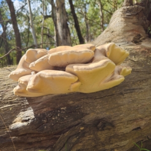 Laetiporus portentosus at Tallaganda State Forest - suppressed