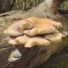 Laetiporus portentosus at Tallaganda State Forest - suppressed