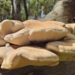 Laetiporus portentosus at Tallaganda State Forest - suppressed