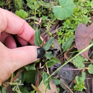 Viola betonicifolia at QPRC LGA - suppressed