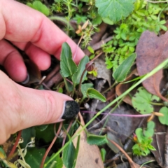 Viola betonicifolia at QPRC LGA - suppressed