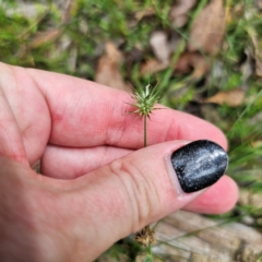 Echinopogon ovatus (Forest Hedgehog Grass) at Captains Flat, NSW - 12 Feb 2024 by Csteele4