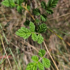 Rubus parvifolius (Native Raspberry) at Captains Flat, NSW - 12 Feb 2024 by Csteele4