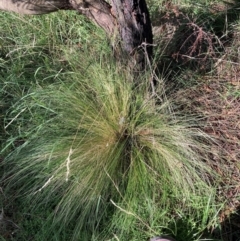 Nassella trichotoma (Serrated Tussock) at Mount Majura - 11 Feb 2024 by waltraud