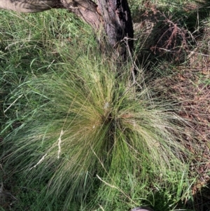 Nassella trichotoma at Mount Majura - 11 Feb 2024