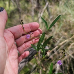 Glycine clandestina (Twining Glycine) at Captains Flat, NSW - 12 Feb 2024 by Csteele4