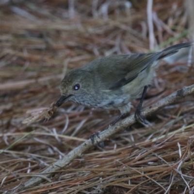 Acanthiza pusilla (Brown Thornbill) at Denman Prospect, ACT - 12 Feb 2024 by RodDeb