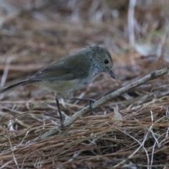 Acanthiza pusilla at Denman Prospect 2 Estate Deferred Area (Block 12) - 12 Feb 2024 11:55 AM