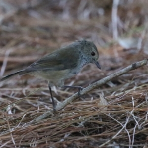 Acanthiza pusilla at Denman Prospect 2 Estate Deferred Area (Block 12) - 12 Feb 2024 11:55 AM